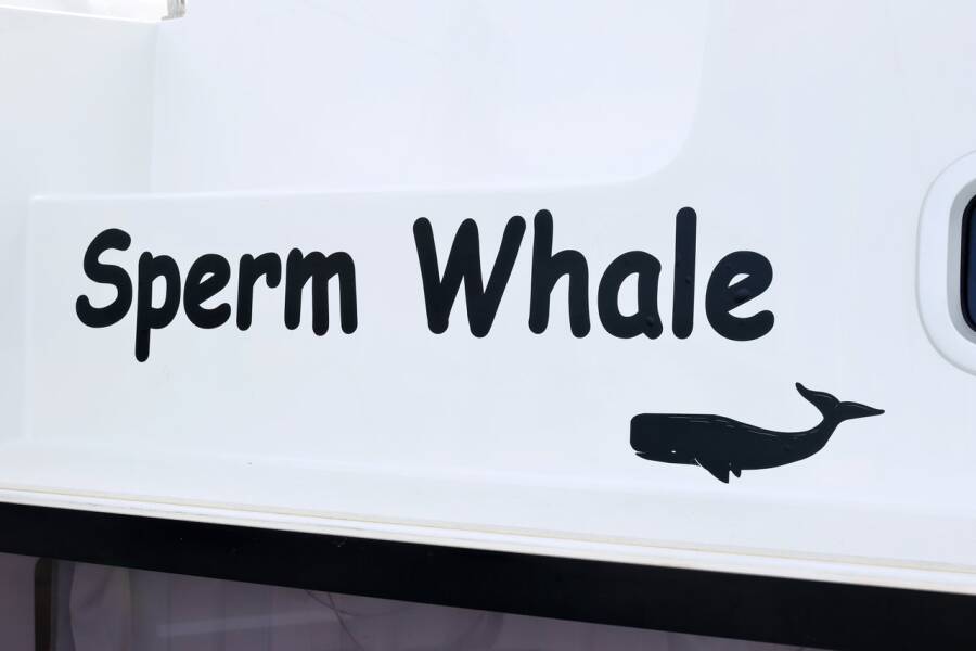 Lagoon 42 Sperm Whale